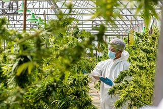 A Guide to Good Manufacturing Practice: Everything You Need To Know About Meeting Medical Cannabis…