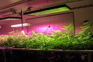 What is contained in a plant growth lamp?