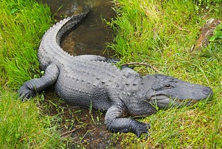 What is the Gator Method in Real Estate Investing?