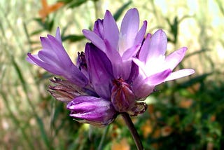 Northern California Wildflowers (I)