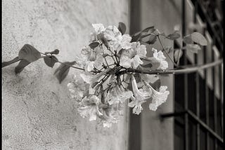 Curving thin branch and delicate blossoms.