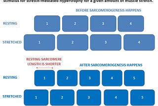 What is stretch-mediated hypertrophy and how does it work?