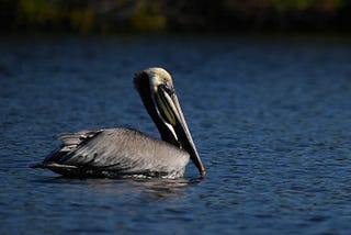 A Pelican Launches on Estero Bay