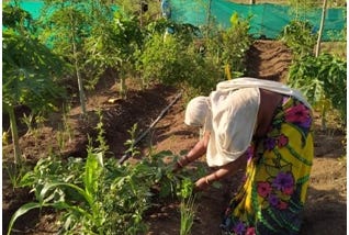 Akkabai Raju Gaikwad (wife of Raju) plucking the farm produce