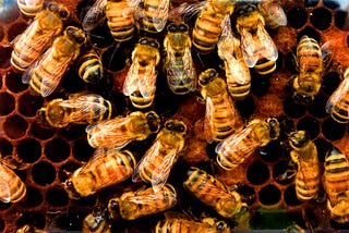 Colony Collapse Disorder And Counterfeit Honey