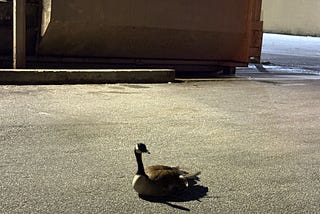 Homeless in land of plenty