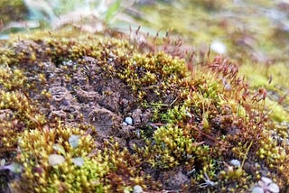 The First Day of Spring in the Gdańsk Forest