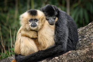 Consensual Hugging