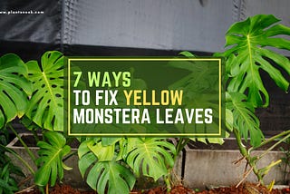 How to Fix Yellow Monstera Leaves: Quick Solutions!