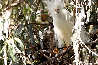 Young snowy egret in a Eucalyptus tree.