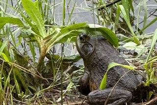 Big bullfrog sitting near a pond under a leaf, seen on a walk with my grandson.