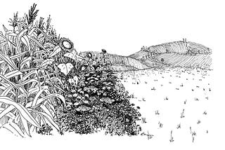 Effectiveness of agri-environmental schemes through time