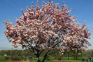 Magnolia soulangeana — Tulip Tree