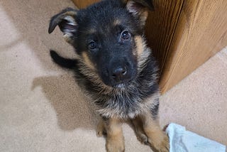 6 Helpful Tips for Owning a German Shepherd Puppy