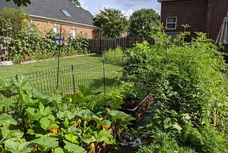 A full bed of plants and no sign of a way through