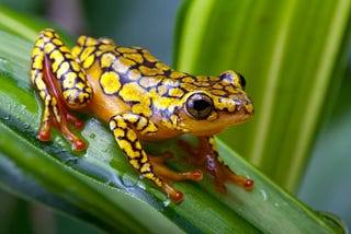 Keeping Colombia megadiverse