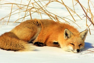 What Is a Fox?