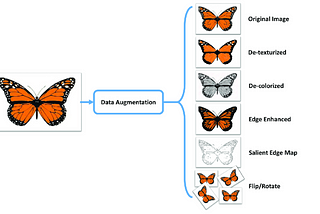 Shear Range in Image Augmentation: When More Isn’t Better for Insect Classification Using CNNs