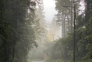 Redwood trees in fog along a lonely road.