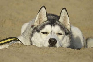 Like a Husky in the Iranian Plateau