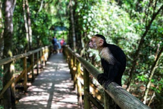 Costa Rica: Discovering la Pura Vida 🇨🇷