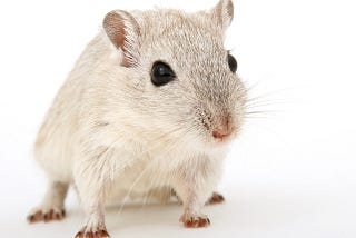 Can Gerbils Eat Onions: Exploring the Nutritional Value and Potential Risks
