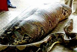 This Man Survived Being Inside A Snakes Body