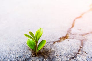 Playing for Keeps: Unmasking Persistence Techniques in Cyber Exploitation