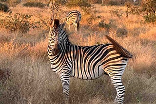 Zebra at Okavango Delta in Botswana in Africa