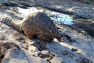The Plight of the Pangolin