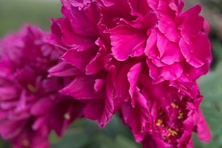 Leadership Lessons from Peonies: The Power of Support and Collaboration