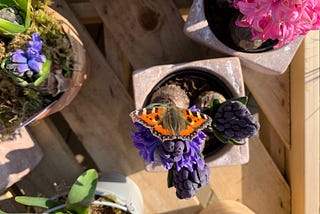 Five butterflies that are flying now in my garden