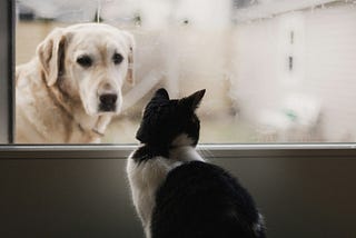 Dog looking at a cat through a window.