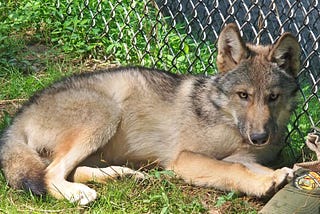 A wolf pup at the West Virginia Wildlife Center.