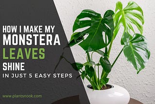 How I Make My Monstera Leaves Shine, In Just 5 Easy Steps