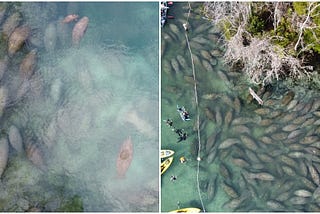 Massive herds of wild manatees are currently pouring into Florida’s warm springs (VIDEO)