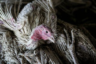 Bird flu, sick bird