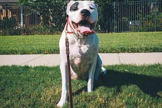 White dog with black patch over right eye sits in grass with tounge sticking out