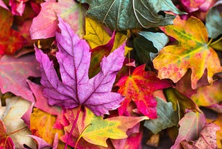 Drowning in Leaves