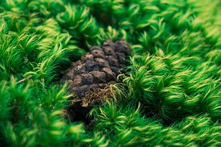 Pillow Moss Close Up. Photo by @peaceonelovephoto.