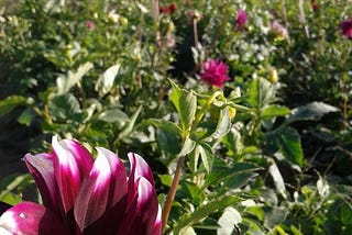 A purple wildflower with velvety petals, standing tall in a field of wildflowers under a blue sky with puffy white clouds.