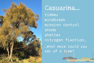 Casuarina