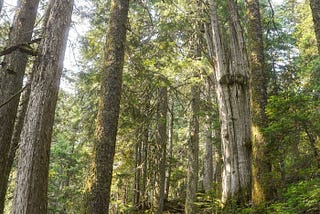 Communing with Nature in Vancouver: A Photo Essay