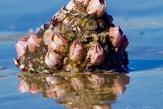 52 Week Photography Project