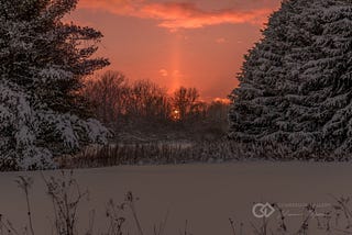 An orange sunrise through winter evergreen trees