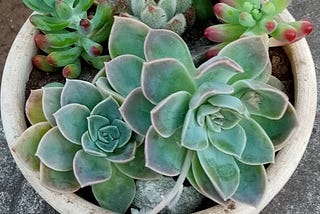 Echeveria — How to Plant and Take Care of the Rose of the Desert