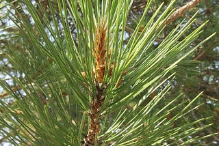 Pine needle