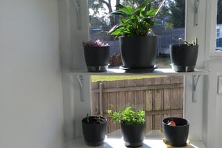 The Full Story of My Windowsill Garden