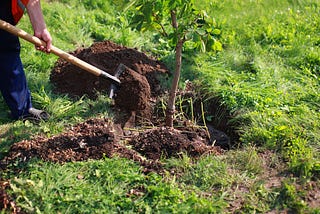 The Best Trees to Plant in Utah