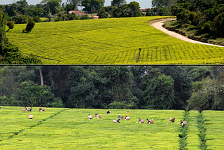 Local community and migrants at tea plantations and factories in Mufindi District, Iringa Region, Tanzania